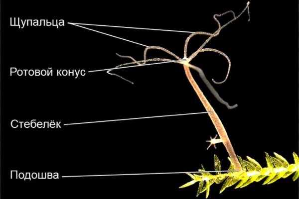 Почему не могу зайти на кракен