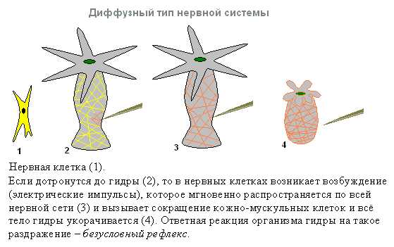 Kraken маркетплейс